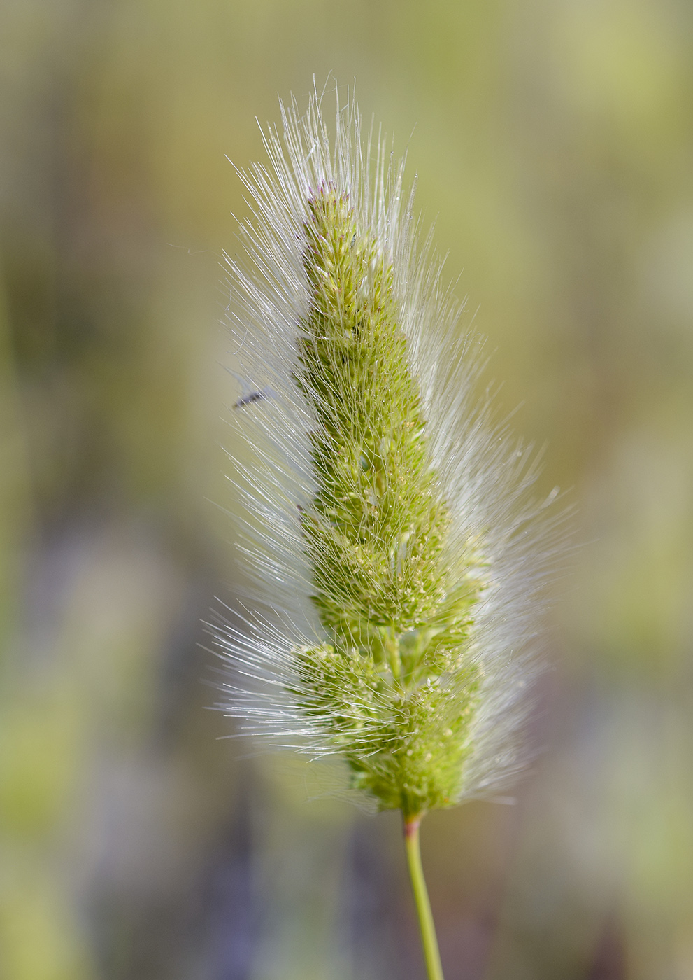 Изображение особи Polypogon monspeliensis.