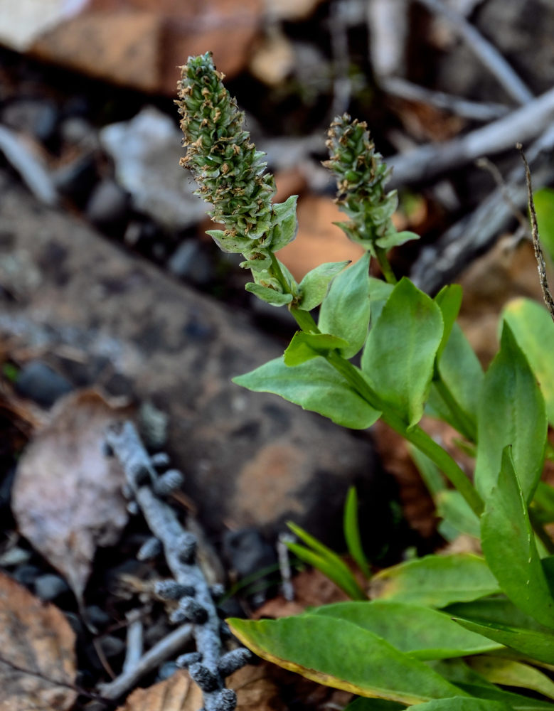 Image of Lagotis minor specimen.