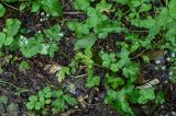 Sanicula europaea. Цветущее растение в сообществе с Fragaria и Trifolium. Грузия, Самцхе-Джавахети, окр. г. Боржоми, широколиственный лес. 11.06.2023.