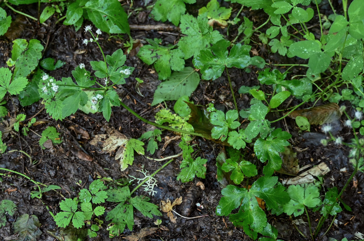 Image of Sanicula europaea specimen.