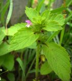 Galeopsis bifida