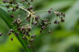 Scirpus sylvaticus. Часть соцветия. Оренбургская обл., Кувандыкский гор. округ, Карагай-Губерлинское ущелье, берег реки, у воды. 04.07.2023.