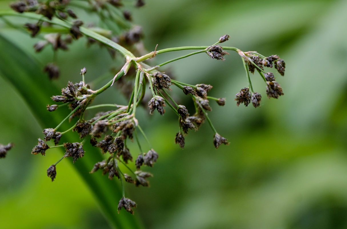 Изображение особи Scirpus sylvaticus.