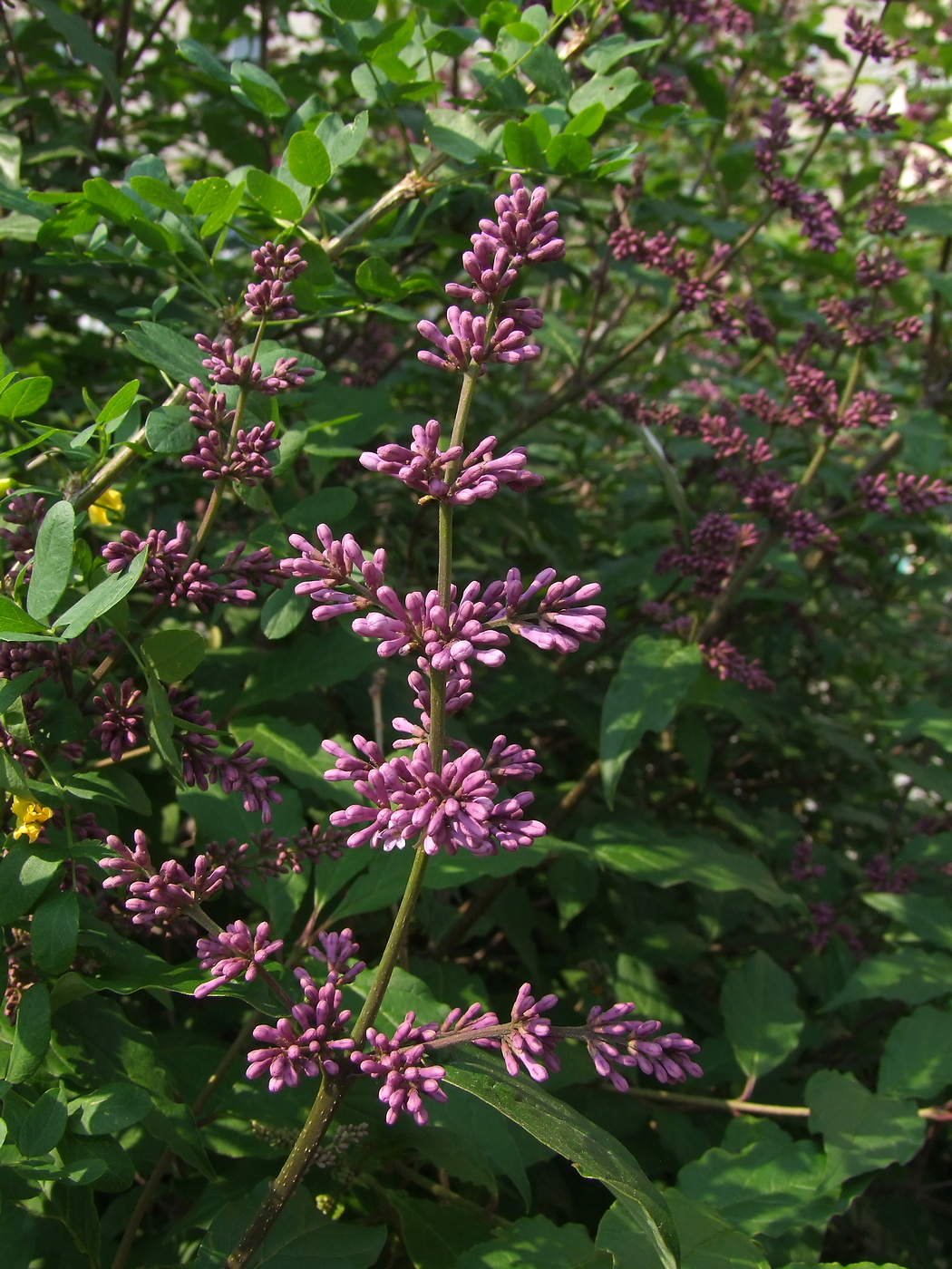 Image of Syringa josikaea specimen.