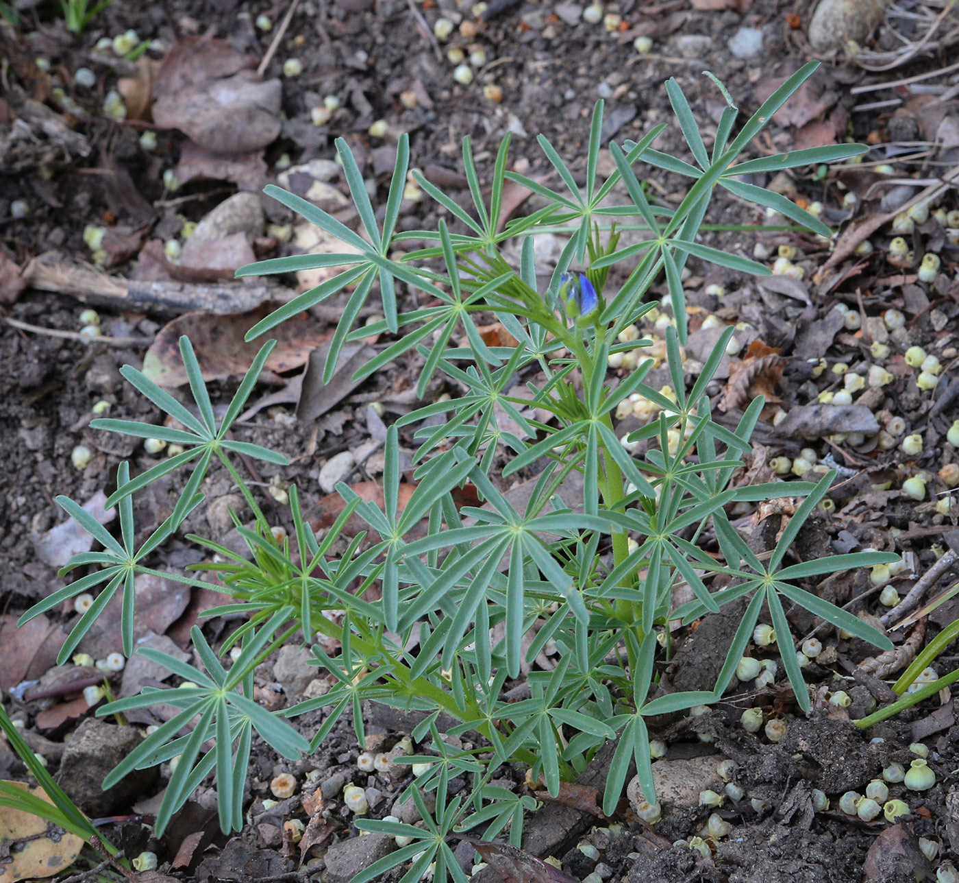 Изображение особи Lupinus angustifolius.