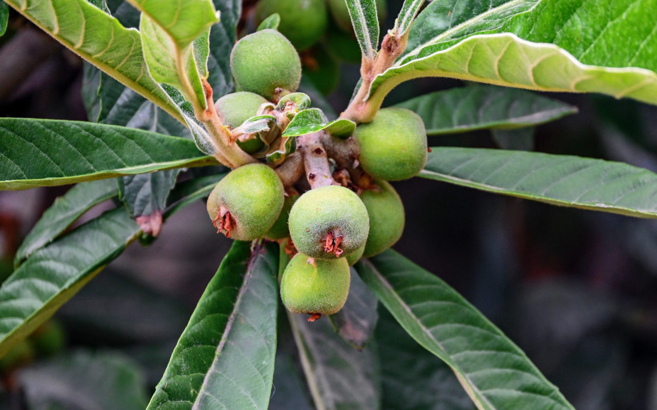 Изображение особи Eriobotrya japonica.