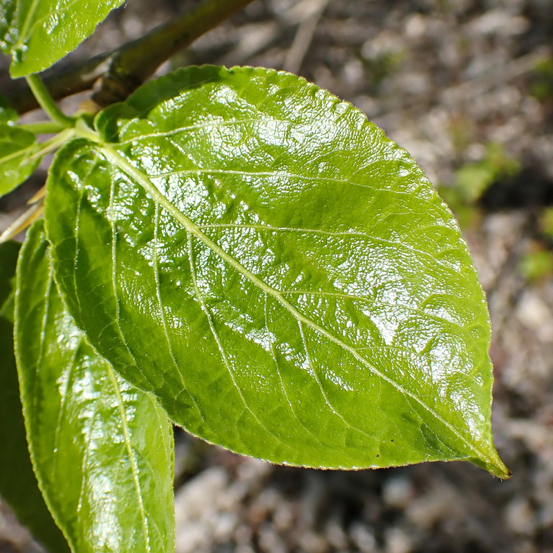 Image of Populus suaveolens specimen.