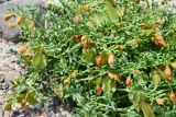 Zygophyllum kegense