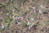 Astragalus sogotensis