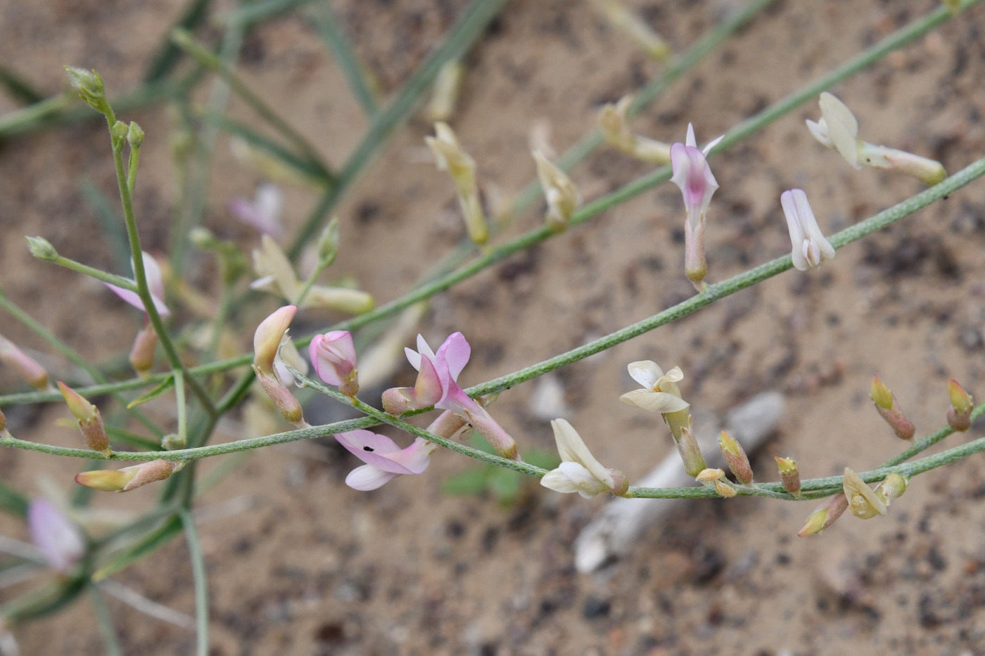 Image of Astragalus sogotensis specimen.