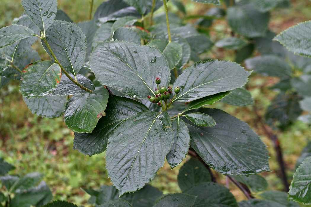 Image of Sorbus buschiana specimen.