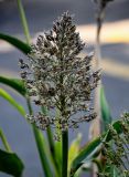 Sorghum bicolor