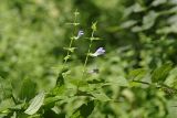 Scutellaria galericulata