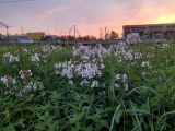 Saponaria officinalis
