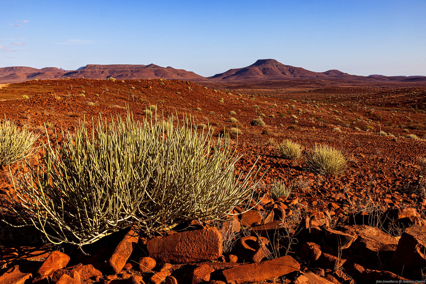 Image of Euphorbia damarana specimen.
