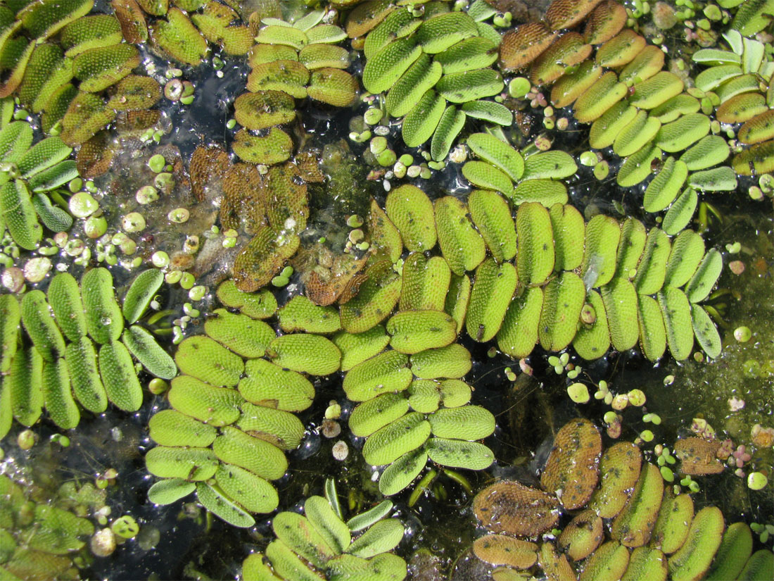 Image of Salvinia natans specimen.