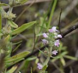 Thymus × tschernjajevii. Соцветие и лист. Липецкая обл., Данковский р-н, 150 м от Камня Кудеяра, правый берег р. Дон, степь. 2 августа 2024 г.