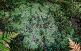 род Sphagnum. Вегетирующие растения в сообществе с Vaccinium vitis-idaea, Linnaea borealis. Тверская обл., Конаковский р-н, долина р. Сестра, заболоченный участок смешанного леса. 07.09.2024.