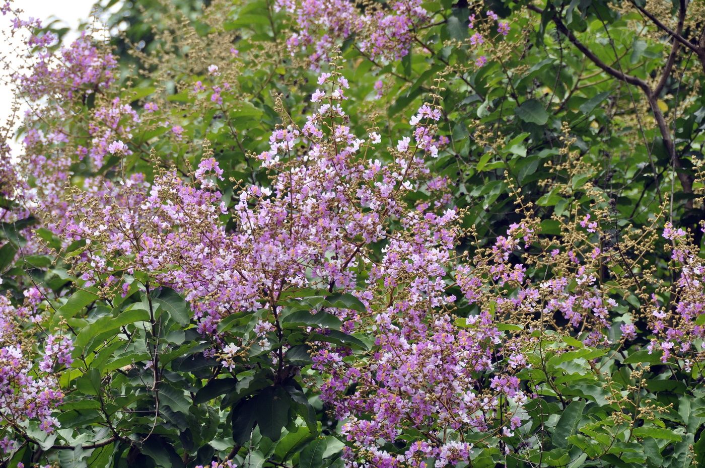 Изображение особи Lagerstroemia speciosa.