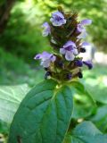 Prunella vulgaris