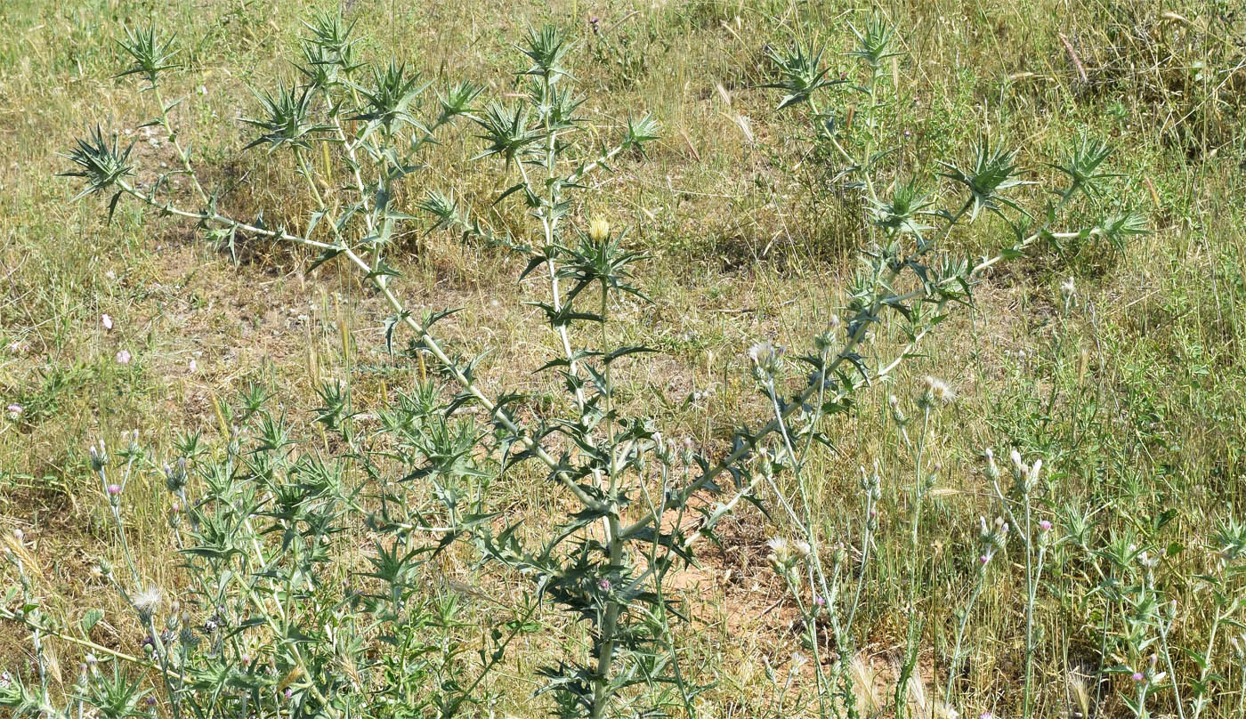 Изображение особи Carthamus × turkestanicus.