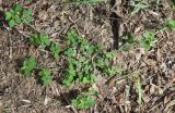 Medicago lupulina