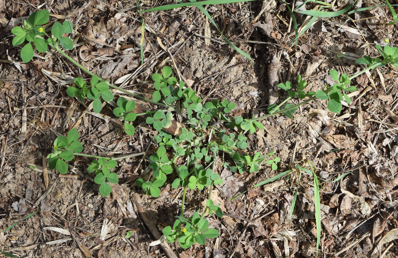 Image of Medicago lupulina specimen.