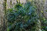 Trachycarpus fortunei