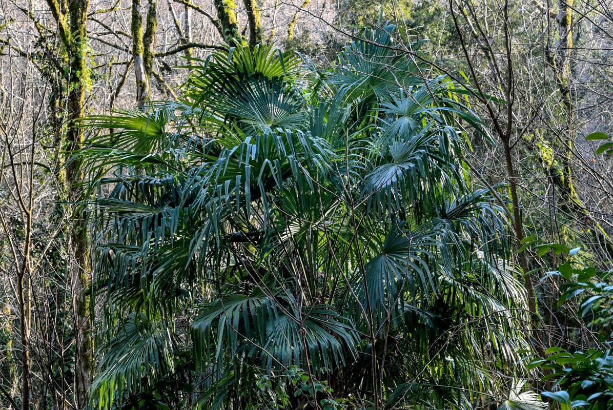 Image of Trachycarpus fortunei specimen.