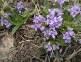 Lagotis korolkowii