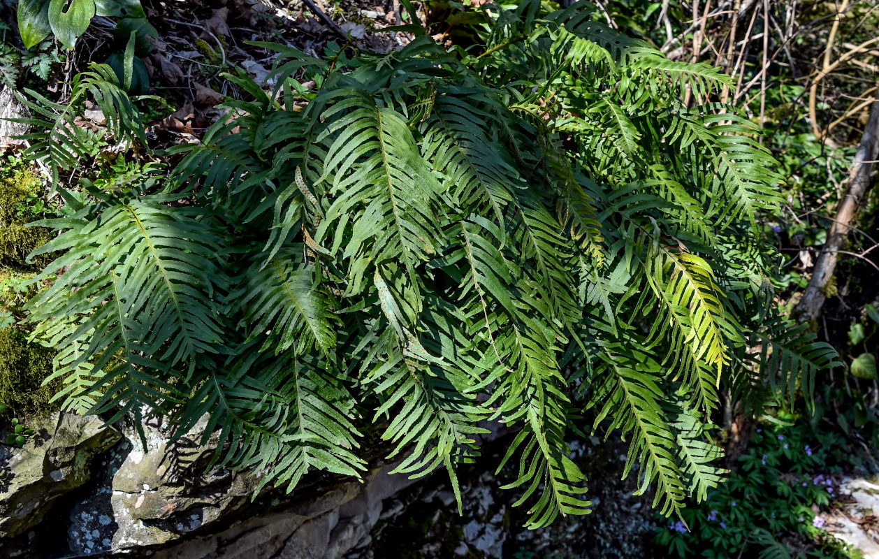 Image of Polypodium cambricum specimen.