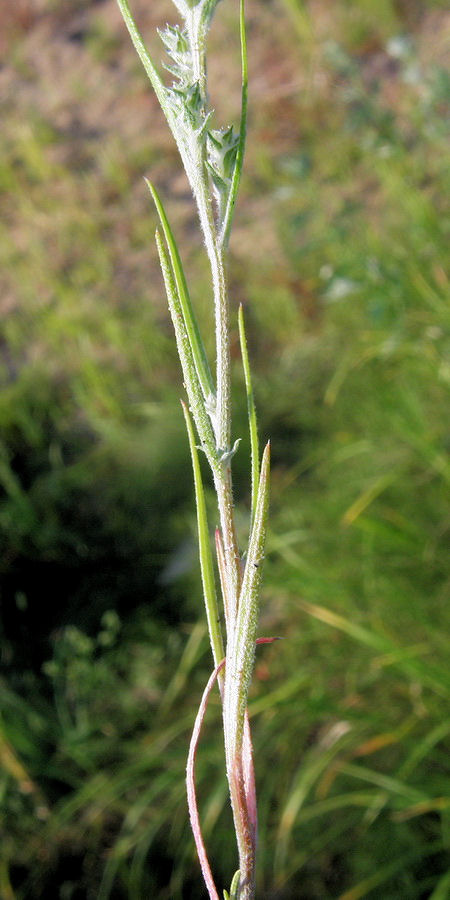 Image of Corispermum elongatum specimen.