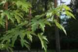 Acer saccharinum. Побег молодого растения. Ленинградская обл., пос. Большая Ижора, площадь напротив остановки \"Почта\", в культуре. 15.09.2024.
