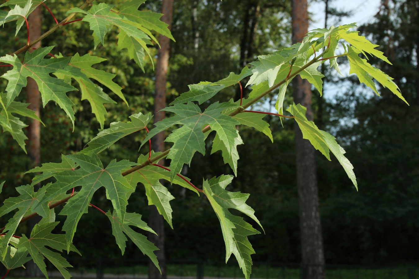 Image of Acer saccharinum specimen.