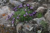 genus Astragalus