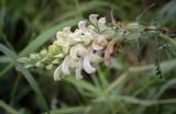 Pedicularis uralensis. Соцветие. Пермский край, Кунгурский р-н, окр. с. Плехановское, ур. Спасская гора, берёзовая роща, распадок. 23.06.2025.
