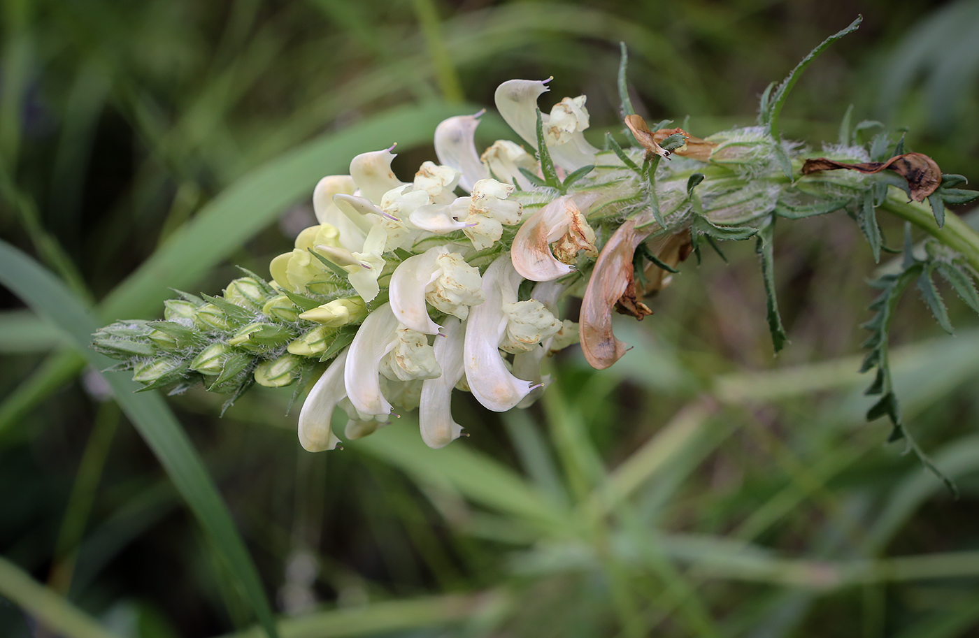Image of Pedicularis uralensis specimen.