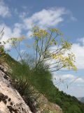 Prangos trifida