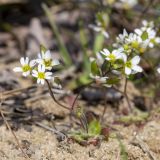 Erophila verna