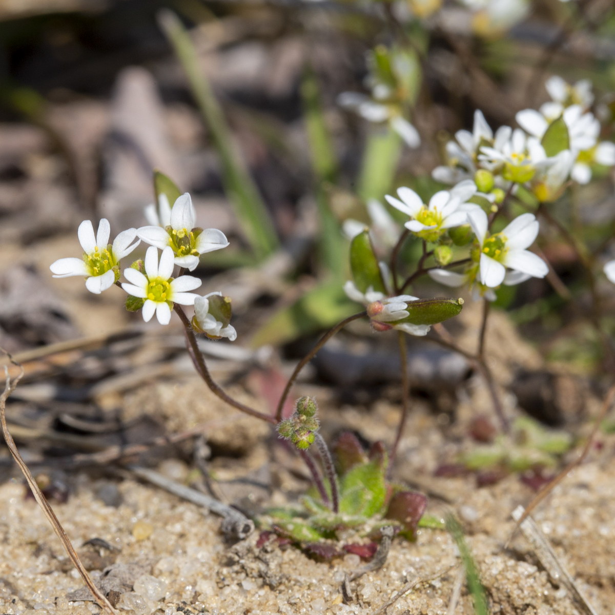 Image of Erophila verna specimen.