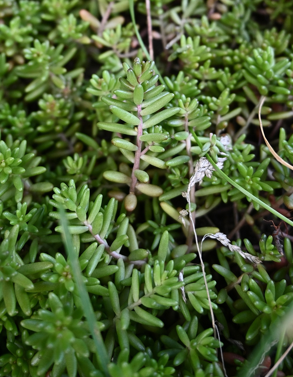Изображение особи Sedum album.