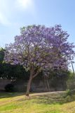 Jacaranda mimosifolia. Цветущее и плодоносящее дерево. Израиль, г. Яффо, в озеленении. 08.05.2024.