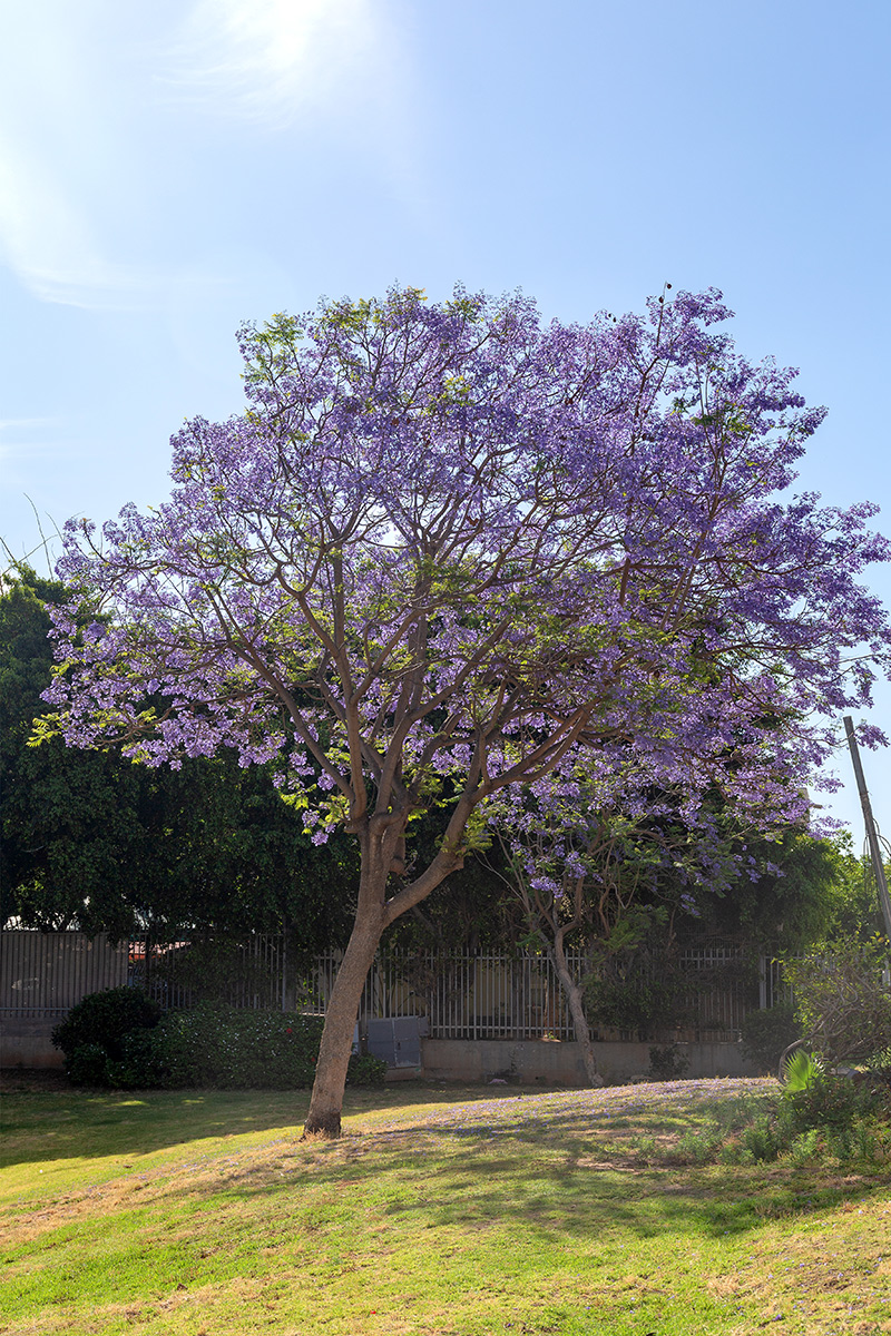 Изображение особи Jacaranda mimosifolia.