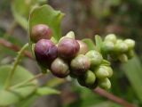 Chylocalyx perfoliatus. Соплодие. Хабаровский край, г. Комсомольск-на-Амуре, зарастающий карьер. 28.08.2025.