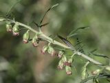 Artemisia verlotiorum