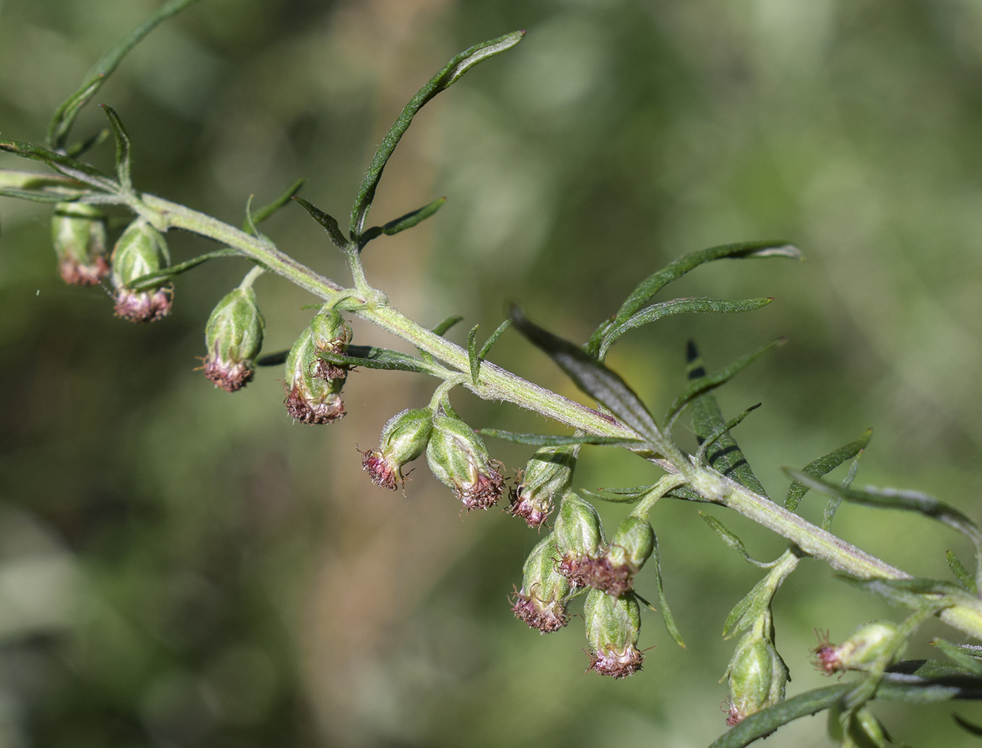 Image of Artemisia verlotiorum specimen.