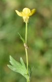 genus Ranunculus. Верхушка побега с цветком. Узбекистан, г. Ташкент, Юнусабадский р-н, парковая зона, газон. 01.11.2025.