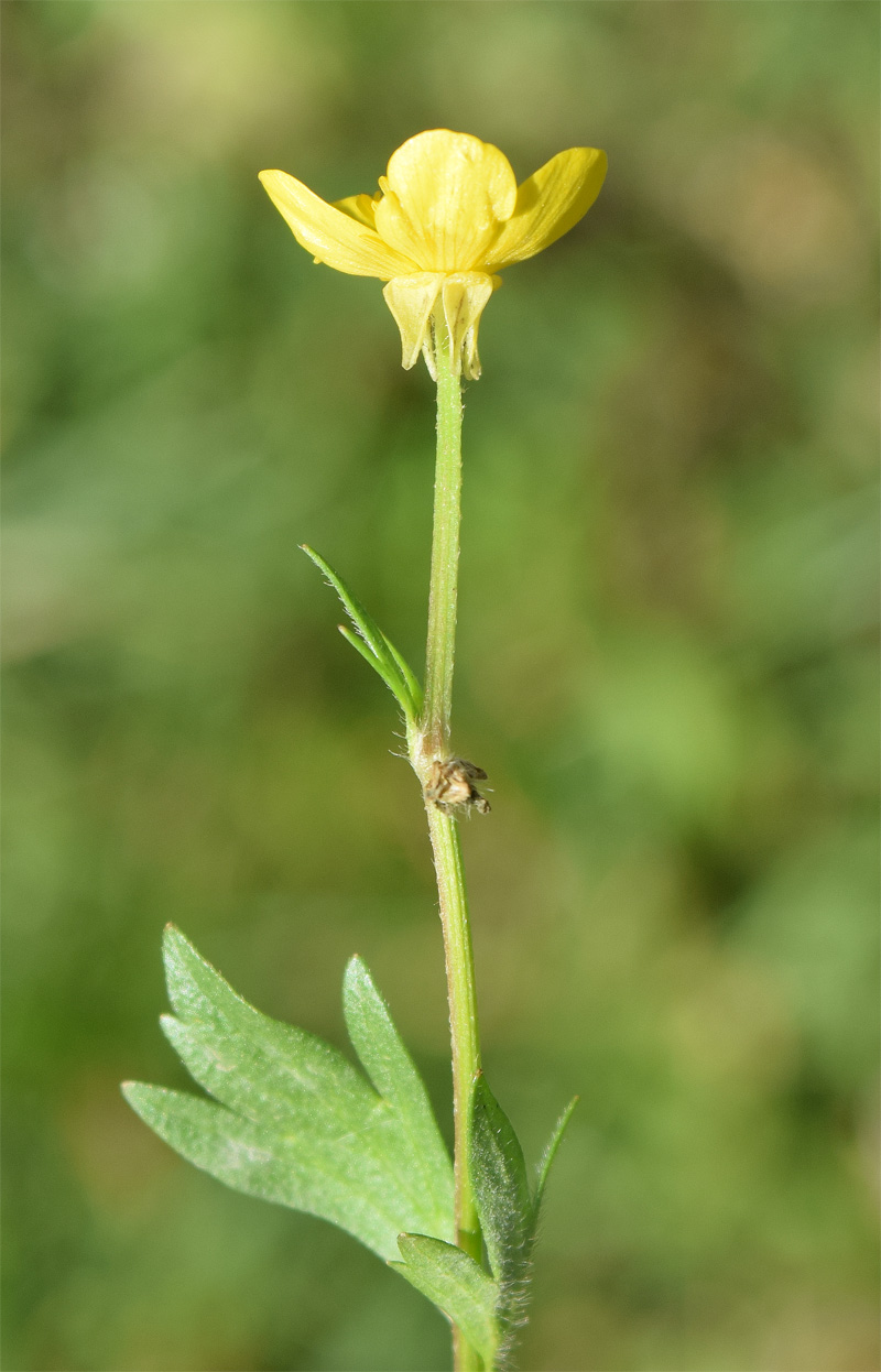 Image of genus Ranunculus specimen.