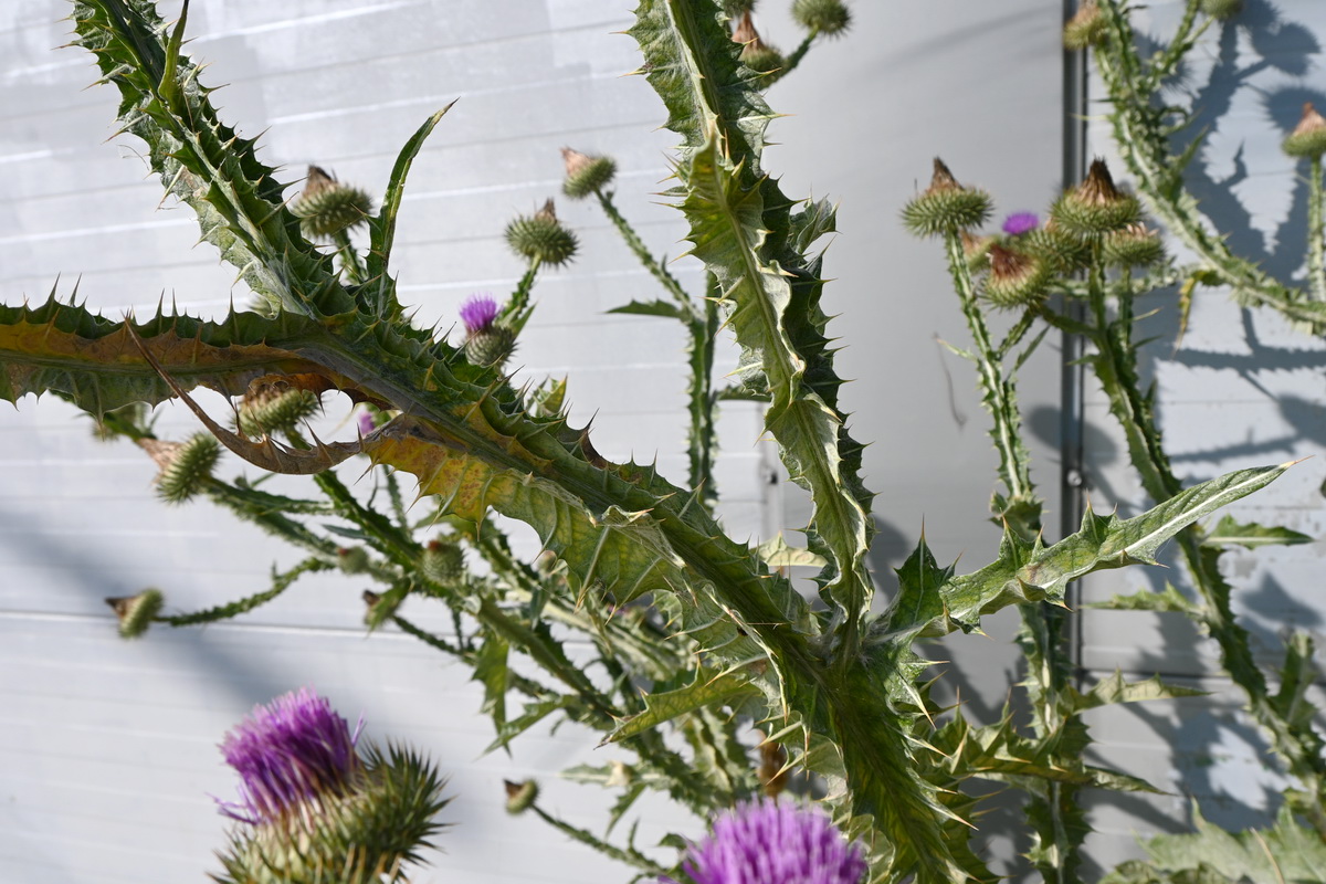 Image of Onopordum acanthium specimen.