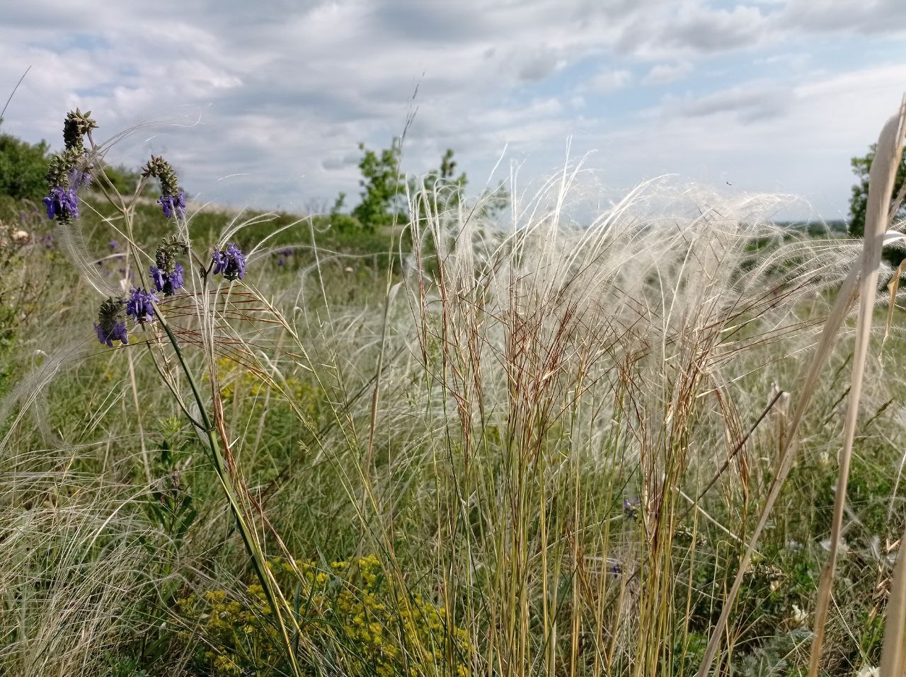 Изображение особи род Stipa.